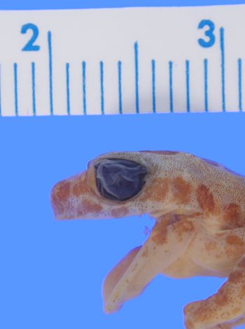 Media type: image; Herpetology A-44656